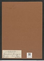 Triceratium bimarginatum Grove et Sturt (de-Toni-Nr.: Genus 140, Species 3913) Zeichnungen Sammlung Grunow Mappe 03939 (Herbarium_W_Grunow_drawings_Folder_03939)